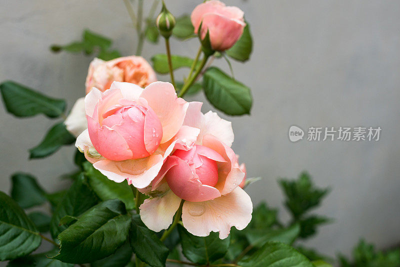 Rosa chinensis Jacq。盛开在春天